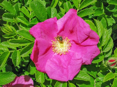 Pink wild rose flower                       