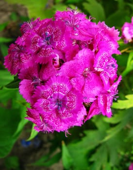 Flowers phlox - genus of herbaceous plants            