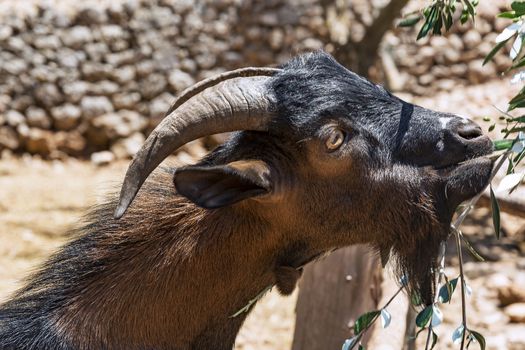 Black mountain sheep eats the leaves of the olive tree