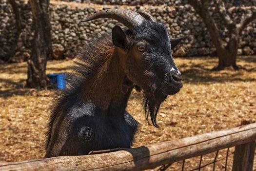 Head of black ram stands on a wooden fence