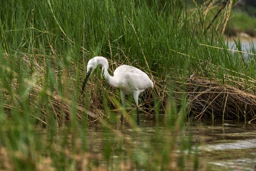 According to the water along the coastal bush is a small white heron looking for food