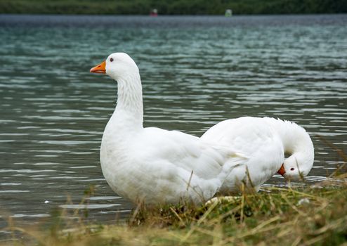 On the waterfront are two white goose