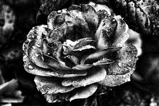 Rose background with water droplets black and white monochrome image stock photo