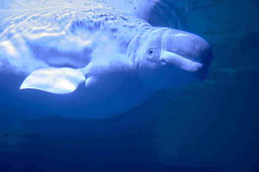 Lonely Beluga in the ocean, friendly face ,white