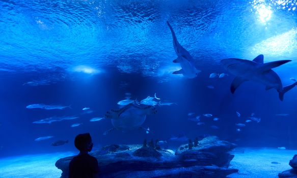 Boy watching shark, fish and turtle, great ocean, rocks, blue