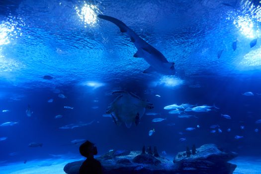 Boy watching shark, fish and turtle, great ocean, rocks, blue