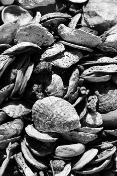 Discarded sea shell in a heap pile background from a beach coastline black and white monoshrome image stock photo