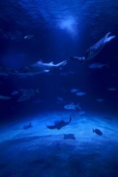 Tiger shark in the ocean surrounded by fish, Depth, sand, rocks, various animals