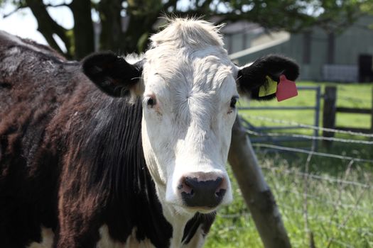 Brown and white bull having been seperated from cows in a Welsh dairy farm pasture field in Wales stock photo