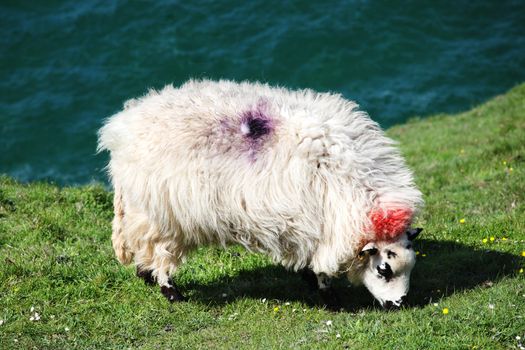 Welsh sheep grazing on the Gower Peninsular in Wales stock photo