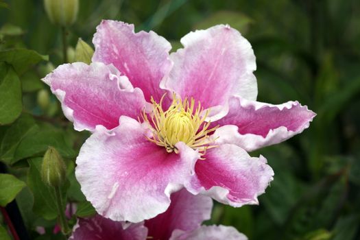 Clematis 'Piilu' a pink hybrid cultivated herbaceous perennial garden flower climbing shrub stock photo