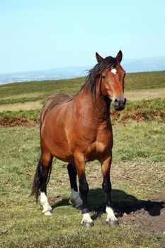 Semi wild brown Welsh horse cob pony on the Brecon Beacons National park, Wales, UK stock photo