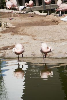 Group of flamingos on the lake shore, birds, resting, sunny day