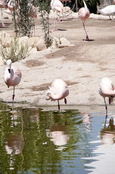 Group of flamingos on the lake shore, birds, resting, sunny day