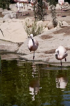 Group of flamingos on the lake shore, birds, resting, sunny day