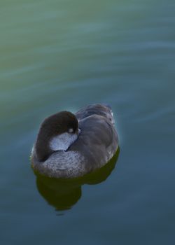 Hawaiian goose with head under wing, lonely, rested, sleeping