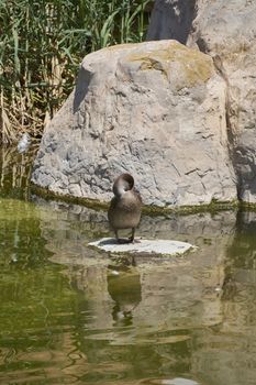 Duck swimming in a lake next to a stone, lonely, two stones