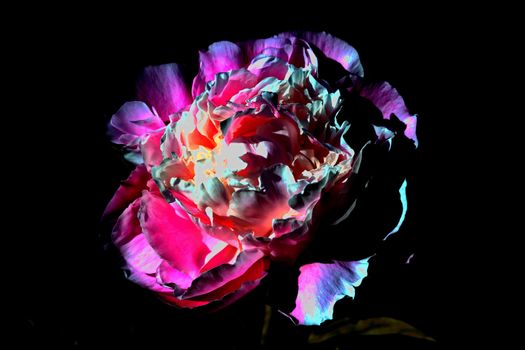 Abstract peony background on a black background stock photo