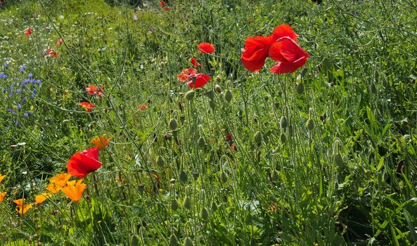 red and yellow poppy flowers with growing with other wildflowers in a summer meadow