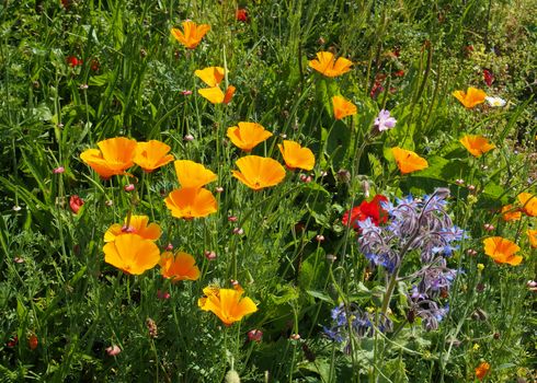 vivid yellow california poppies with other wildflowers in a meadow in bright summer sunlight