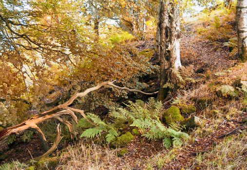 autumn woodland scene with a hillside path between trees with orange leaves and ferns with fallen branches and moss covered rocks