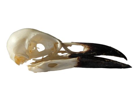 side view of a crow skull with open beak on a white background