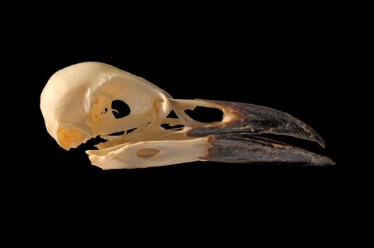 a side view of a crows skull in profile on a black background