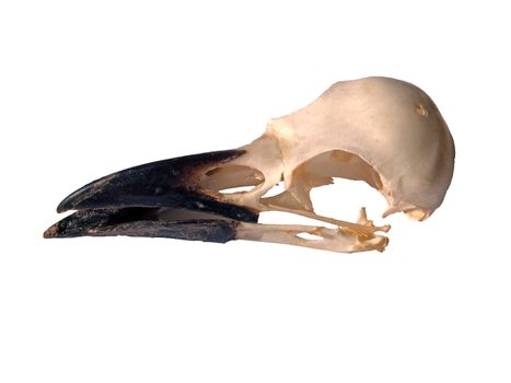 a side view of a carrion crow skull with open beak on a white background