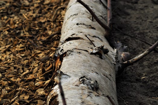 A birch trunk on the ground between wood chips and sand