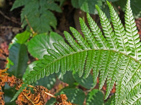 close up of a green fern in a forest background with sun shining on the leaves