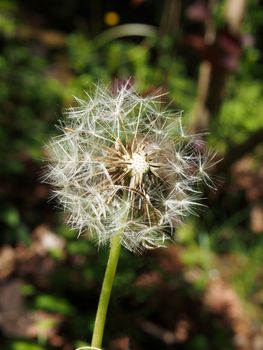 a dandelion clock in close up with seeds separating from the flower against a vibrant green background