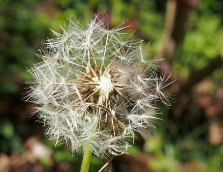 a dandelion clock in close up with seeds separating from the flower against a vibrant green background