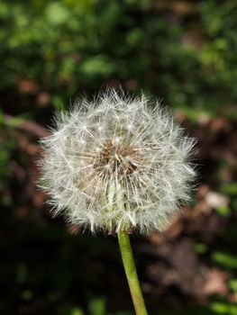 a single dandelion clock with fluffy white seeds against a dark blurred nature sunlit background