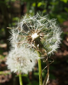 two dandelion clocks on a dark green sunlit meadow background