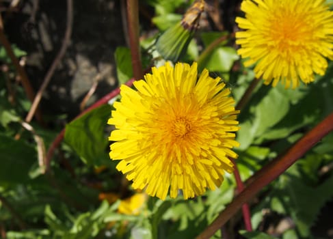 a close up of a bright yellow dandelion flower in bright sunlight against a blurred nature background