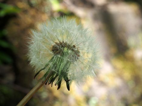 a single dandelion clock with fluffy white seeds against a bright blurred nature sunlit background