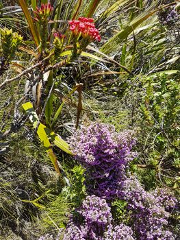 Plants and flowers at Table Mountain National Park in Cape Town, South Africa. Beautiful plants from the south of Africa.