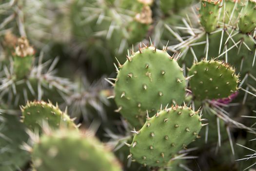 detail of Opuntia phaeacantha growing in a garden during summer season