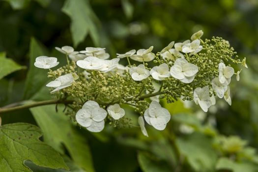 detail of hydrangea quercifolia growing in a garden during summer season