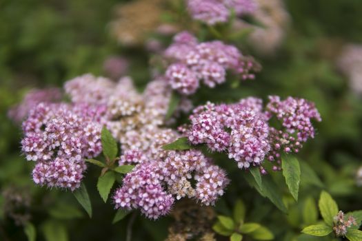 detail of small pink flowers growing in a garden during summer season
