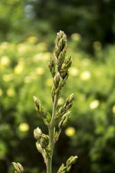 detail of greenfly on a plant growing in a garden during summer season