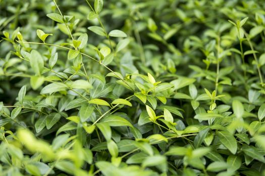 detail of Vinca minor growing in a garden during summer season