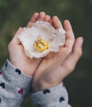 detail of flower of Stewartia pseudocamellia in a hand of a child