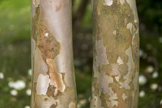 detail of Stewartia pseudocamellia growing in a garden during summer season