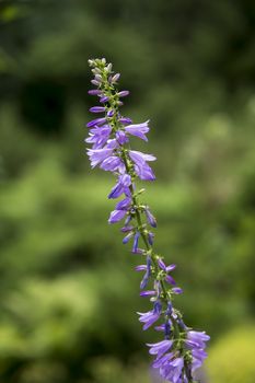 detail of small purple flowers growing in a garden during summer season