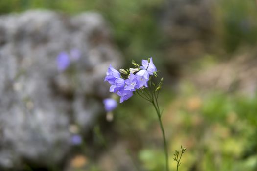 detail of small purple flowers growing in a garden during summer season
