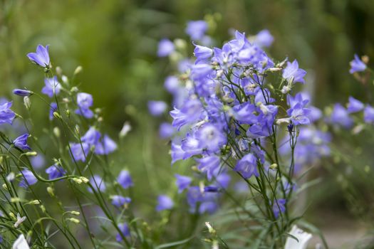 detail of small purple flowers growing in a garden during summer season