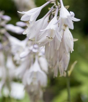 detail of Aruncus aethusifolius growing in a garden during summer season