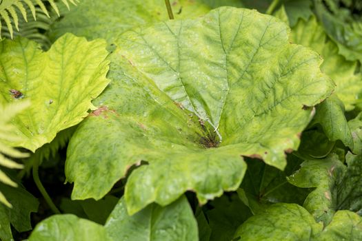 detail of big green leaves growing in a garden during summer season