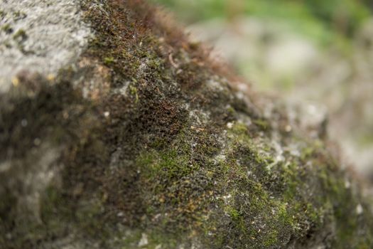 detail of a moos growing on a rocks during summer season